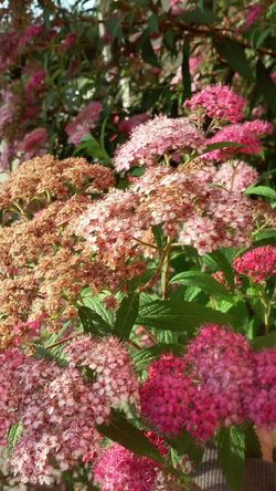 logo: Fungus Head Fine Gifts And Greetings