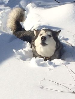 Koda’s Korner store photo