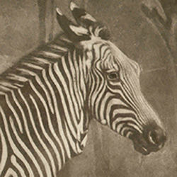 Sebra Prints Logo