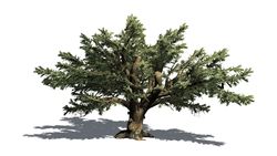 Cedar Tree Antiques logo