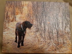 Photo of Wolfhound Books