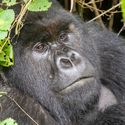 BioBehavioral Research Resources Logo