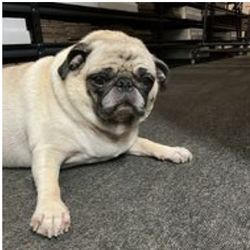 PugMother Books Logo