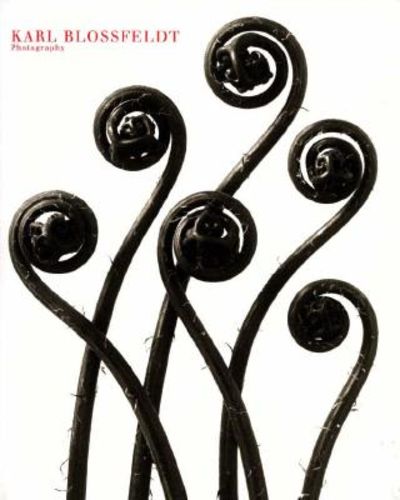 Karl Blossfeldt Photography