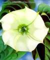 Georgia O'Keeffe: One Hundred Flowers - 