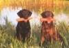 Labrador Retrievers: A Book of 21 Postcards