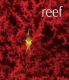 Reef: A Photographic Journey