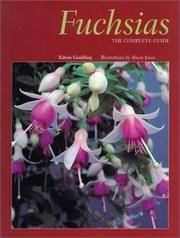 Fuchsias