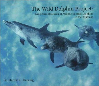 The Wild Dolphin Project Long Term Recearch Of Atlantic