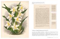 The Orchid by Lauren Gardiner,Phillip Cribb