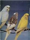 T F H Book of Budgerigars