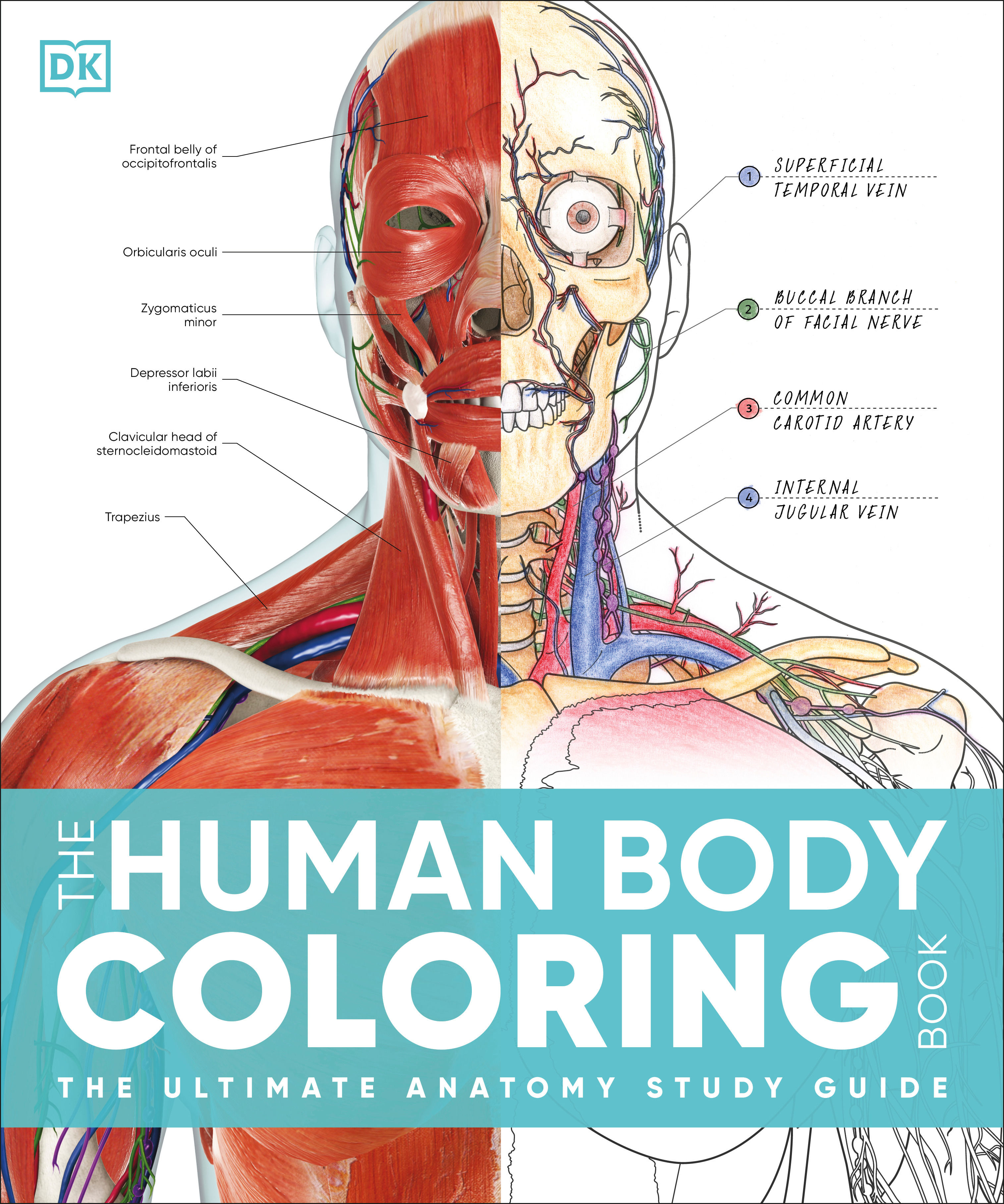 The Human Body Coloring Book: The Ultimate Anatomy Study Guide, Second  Edition by DK | Paperback | 2024 | DK | 9780744098679 | Biblio, image size:3030x3632