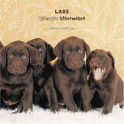 Labs : Lightweights Littermates