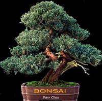 Bonsai by Peter Chan | Hardcover | January 1, 2001 | Thunder Bay Press (CA)  | 9781571455949 - Biblio