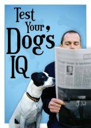 Test Your Dog's IQ 