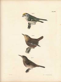 Bird print - Plate 43 from Zoology of New York, or the New-York Fauna. Part II Birds. (Wrens and a Kinglet)