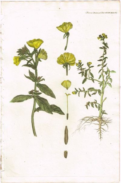 Tab. CCCCXLVI. Oenothera biennis (Nattlys). Utg.…