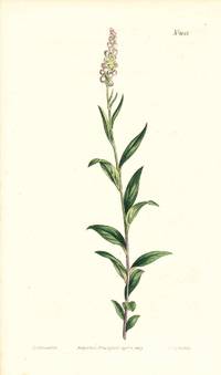 Plate No. 1051 - Polygala Senega. Officinal Milk-Wort, or Rattle-Snake-Root - from Curtis's Botanical Magazine, Volume XXVI (botanical print)