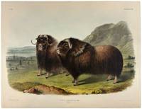 Musk Ox from The Viviparous Quadrupeds of North America