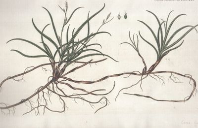 Flora Danica. Planche nr. CCCCXXV