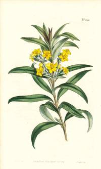 Plate No. 1058 - Melaleuca Neriifolia. Oleander-Leaved Melaleuca - from Curtis's Botanical Magazine, Volume XXVI (botanical print)
