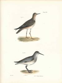 Bird print - Plate 97 from Zoology of New York, or the New-York Fauna. Part II Birds. (Sandpipers)