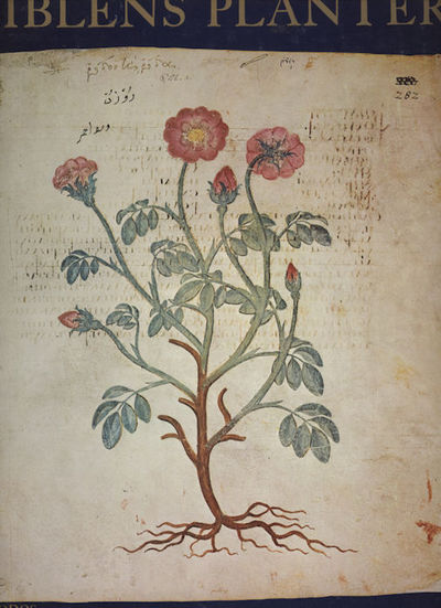 Biblens planter