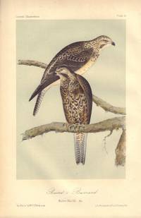 image of Baird's Buzzard: Buteo Bairdii