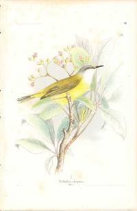 Bird print - Tricholais elegans (Plate XI ONLY) from Ornithologie Nordost-Afrika's