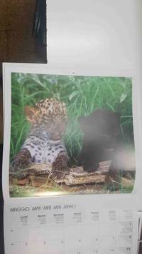 cover of Calendario / Kalender / Calendrier / Calendar: 2011 : Puppies (animales) - lamina 05