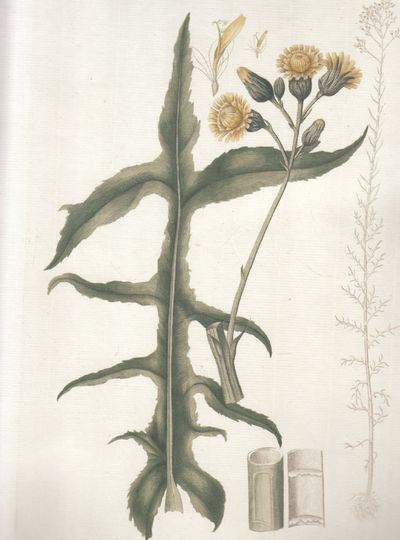 Flora Danica. Planche nr. DCVI