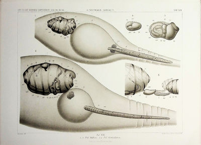 Wissenschaftliche Ergebnisse der Deutschen Tiefsee-Expedition auf dem Dampfer "Valdivia" 1898–1899