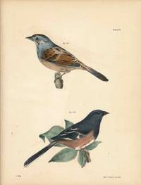 Bird print - Plate 71 from Zoology of New York, or the New-York Fauna. Part II Birds. (Swamp Finch and Chewink)