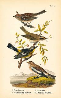 Bird print - Tree Sparrow, Snowflake, Worm-eating Warbler, Magnolia Warbler (4 birds) - Plate 94 - from Report on the Birds of Pennsylvania