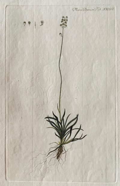 Plansje XXXVI fra Flora Danica. Første hefte.