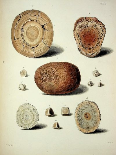 A Descriptive and Illustrated Catalogue of the Calculi and other Animal Concretions contained in the Museum of The Royal College of Surgeons in London (Parts 1 & 2)