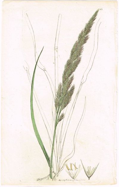 Pl. 403. (Vassrørkvein / Arundo Calamagrostis /…