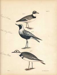 Bird print - Plate 79 from Zoology of New York, or the New-York Fauna. Part II Birds. (Plovers)