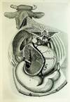 Atlas of the Viscera, In Situ, of the Dairy Cow