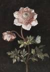 Anemones and a Large Blue Butterfly (Phengaris arion).