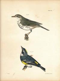 Bird print - Plate 46 from Zoology of New York, or the New-York Fauna. Part II Birds. (Oven Bird and Myrtle Bird)