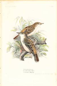 Bird print - Cisticola Ayresii, (C. habessinica), C. jodopygia (Plate VIII ONLY) from Ornithologie Nordost-Afrika's