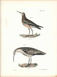 Bird print - Plate 95 from Zoology of New York, or the New-York Fauna. Part II Birds. (Sandpipers?)