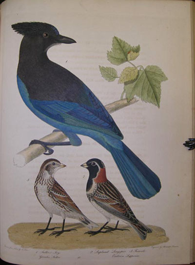 American ornithology; or, The natural history of the birds of the United States . . . . ; American ornithology; or, The natural history of birds inhabiting the United States, not given by Wilson