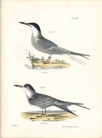Bird print - Plate 125 from Zoology of New York, or the New-York Fauna. Part II Birds. (Terns)
