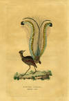 Maenura Lyrata, Menure Lyre