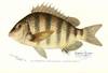 Sheepshead (Archosargus Probatocephalus)