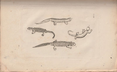 Icones Amphibiorum. Indicem systematicum.