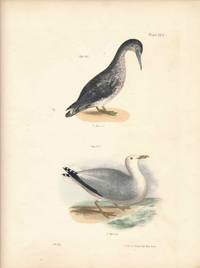 Bird print - Plate 122 from Zoology of New York, or the New-York Fauna. Part II Birds. (Gannet and Gull)