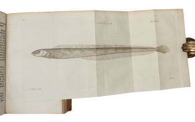 Forsøg til en Islandsk Naturhistorie, med adskillige oekonomiske samt andre Anmærkninger. (photo 3)